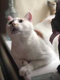 Lost Cat