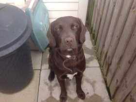 Lost Dog