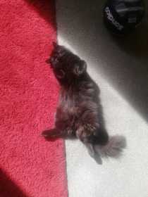 Lost Cat