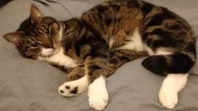 Lost Cat