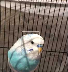 Lost Budgerigar