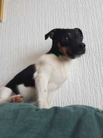 Lost Dog