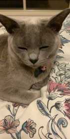 Lost Cat