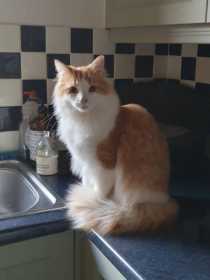 Lost Cat