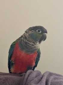 Lost Conure