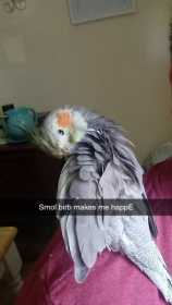 Lost Cockatiel