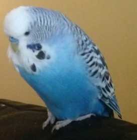 Lost Budgerigar