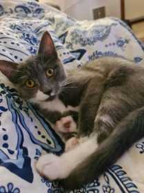 Lost Cat