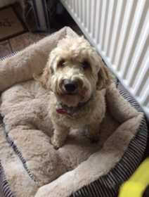 Lost Dog