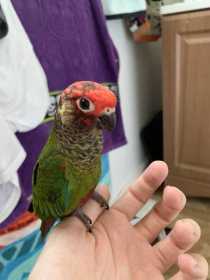 Lost Conure