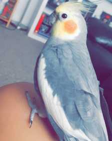 Lost Cockatiel