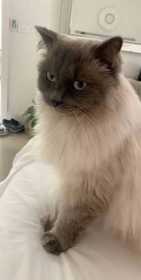 Lost Cat