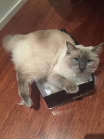 Lost Cat