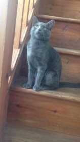 Lost Cat