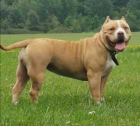 Lost Dog
