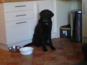 Lost Dog