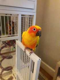 Lost Conure