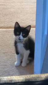 Lost Cat