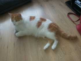 Lost Cat