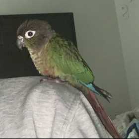 Lost Conure