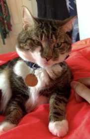 Lost Cat