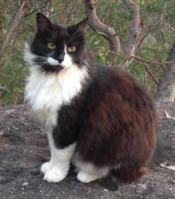 Lost Cat