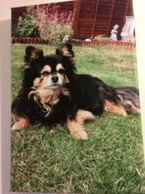Lost Dog