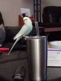 Lost Budgerigar