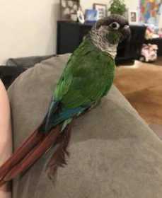 Lost Conure