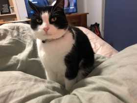 Lost Cat