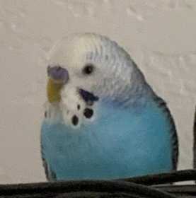 Lost Parakeet