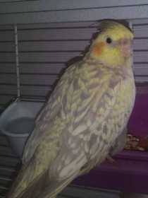 Lost Cockatiel