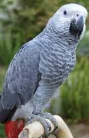 Lost African Grey