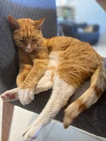 Lost Cat