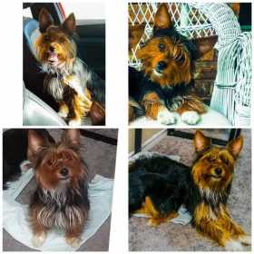 Lost Dog