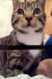 Lost Cat