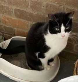 Lost Cat