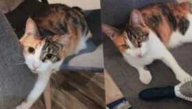 Lost Cat
