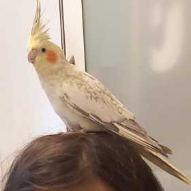 Lost Cockatiel