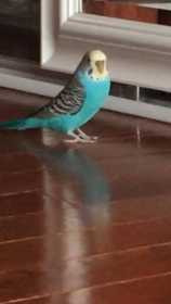 Lost Parakeet