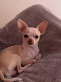 Lost Dog