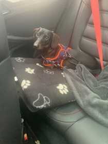 Lost Dog