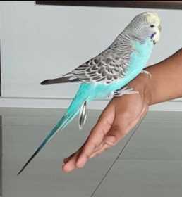 Lost Budgerigar