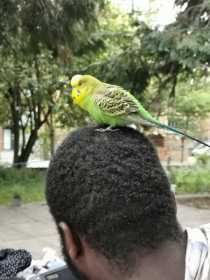 Lost Budgerigar