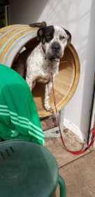 Lost Dog