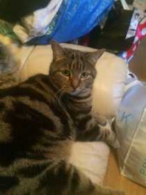 Lost Cat