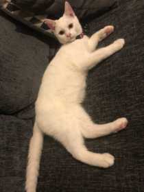 Lost Cat