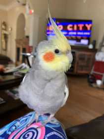 Lost Cockatiel