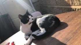 Lost Cat