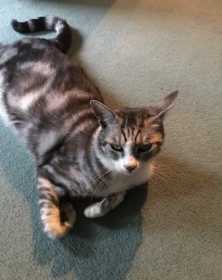 Lost Cat